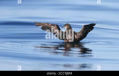 Getragene Balearen Shearwater (Puffinus mauretanicus), Start in Fuseta, Algarve, Portugal. Vom Aussterben bedrohte Brut auf den Mittelmeerinseln Stockfoto