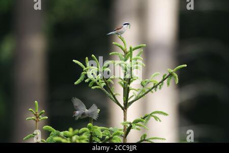 Weibliche eurasische Schwarzmücke (Sylvia atricapilla), die von einer Kiefer in Dänemark mit einem männlichen Rotrückenwürger (Lanius collurio) in der Spitze abheben. Stockfoto