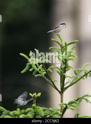 Ruft weibliche eurasische Schwarzkappe (Sylvia atricapilla) Abheben von einer Kiefer in Dänemark mit einem Rüde Rotrückenwürger (Lanius collurio) im To Stockfoto