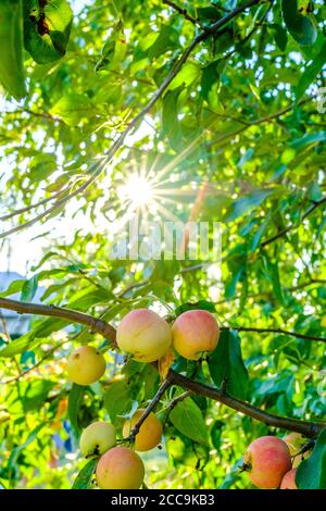 Reife Äpfel auf einem Ast. Helle Strahlen der Sonne scheinen durch das Laub des Apfelbaums. Umweltfreundliches Erntekonzept. Der Sommer ist zu Ende. Köstlich Stockfoto