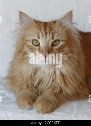 Hauskatze der Rasse ‘Norwegische Waldkatze’ auf der Couch in einem Haus in Rudersdal in Dänemark ausruhen. Stockfoto