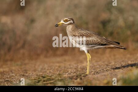 Juvenile eurasische Steincurlew (Burhinus oedicnemus) in Toledo, Spanien. Stockfoto