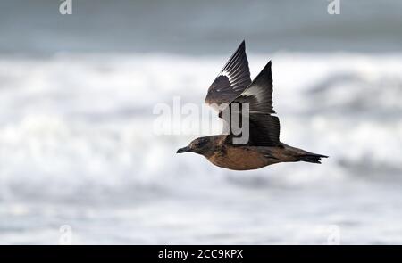 Erste-Winter-Dunkelphase Great Skua (Stercorarius skua) fliegt tief über den Strand am Skummelev Beach, Halland, Schweden. Stockfoto