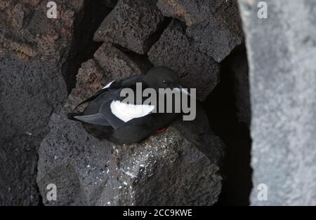 Isländischer Schwarzer Guillemot (Cepphos grylle islandicus). Erwachsene auf einem Felsen an der Küste von Hafnaberg in Island. Stockfoto