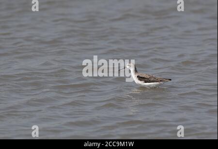 Marsh Sandpiper (Tringa stagnatilis) im (vermutlich) ersten Sommergefieder, das in seichtem Wasser bei Pak Thale, Thailand, steht. Stockfoto