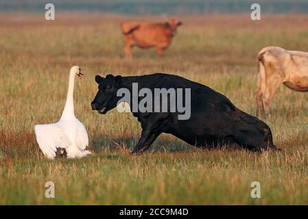 Erwachsener Rüde Mute Swans (Cygnus olor) verteidigt seine Familie vor einer aggressiven Kuh in Dänemark. Am Ende brach das Männchen während des Kampfes seine Flügel. Stockfoto