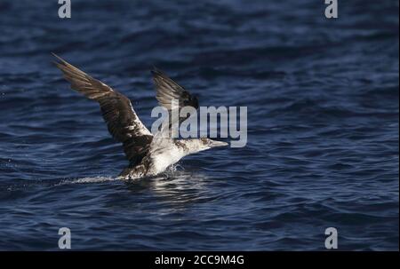 Zweites Kalenderjahr Nordgannet (Morus bassanus) vor Fuseta, Algarve, in Portugal. Vom Atlantischen Ozean abheben. Stockfoto