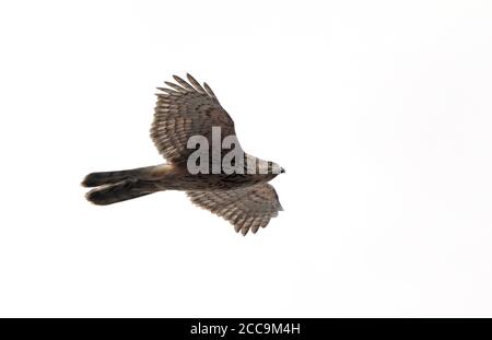 Nördlicher Goshawk (Accipiter gentilis), zweites Kalenderjahr Weibchen im Flug in Kopenhagen in Dänemark. Von unten gesehen. Stockfoto