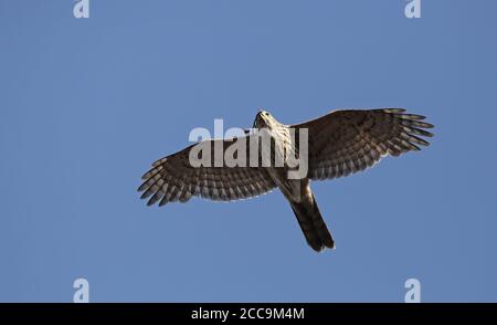 Nördlicher Goshawk (Accipiter gentilis), zweites Kalenderjahr Weibchen im Flug in Kopenhagen in Dänemark. Von unten gesehen. Stockfoto