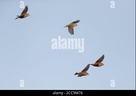 Vier Parrot Fichtenkreuzschnabel (Loxia pytyopsittacus) im Flug in Melby in Dänemark. Stockfoto