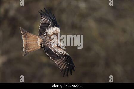 Erster Winter Red Kite (Milvus milvus) fliegt an einem Waldrand bei Scania in Schweden. Von oben gesehen, zeigt das obere Flügelmuster. Stockfoto