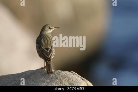 Felspipit (Anthus petrosus litturalis) steht am Ufer bei Helsingør in Dänemark. Stockfoto