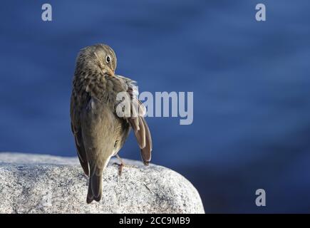 Preening Rock Pipit (Anthus petrosus litturalis) bei Helsingør in Dänemark. Auf der Rückseite gesehen, während die Pflege von Federn. Stockfoto