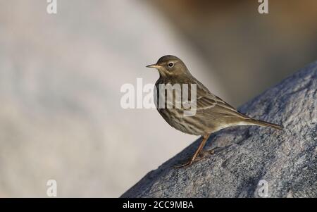 Felspipit (Anthus petrosus litturalis) steht am Ufer bei Helsingør in Dänemark. Stockfoto