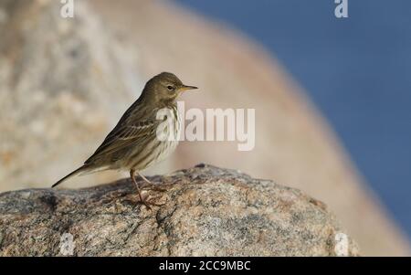 Rock Pipit, Anthus petrosus litturalis, in Helsingør, Dänemark Stockfoto