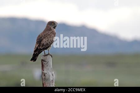 Adulter, auf einem Stum in Andalusien, Spanien thronender, kurzkröckiger Adler (Circaetus gallicus). Stockfoto