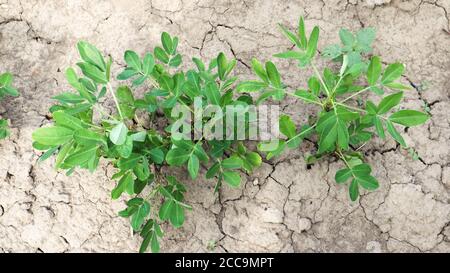 Anbau von Bio-Erdnüssen, Outdoor-Erdnusssträucher wachsen im Boden im Gemüsegarten. Erdnussbaum in landwirtschaftlichen Plantagen. Stockfoto
