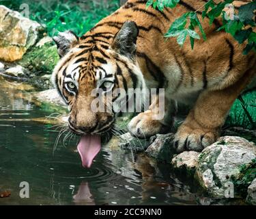 Tiger streckt seine Zunge aus, während er Wasser von A trinkt Teich Stockfoto