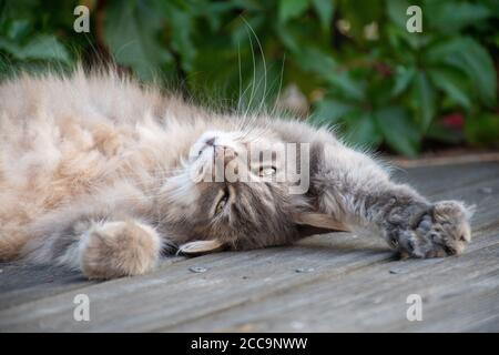 Katze liegt auf dem Boden, der Kopf auf dem Kopf, so niedlich, so schön und voller Liebe Stockfoto