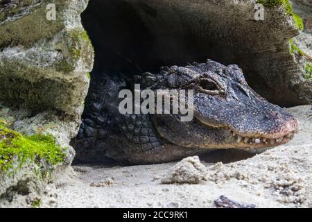 Nahaufnahme des chinesischen Alligators (Alligator sinensis). Ein in China endemisches, vom Aussterben bedrohte Krokodil. Stockfoto