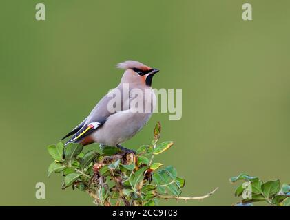 Bohemian Waxwing (Bombycilla garrulus) im Herbst auf den Shetland-Inseln in Schottland. Auf einem Busch vor grünem Hintergrund. Stockfoto