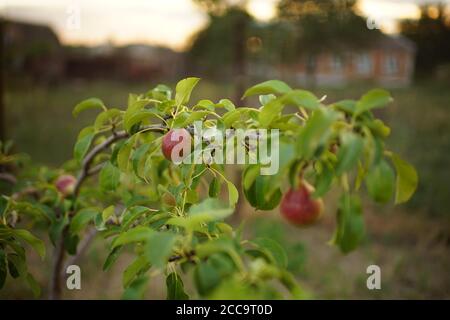 Rote reife Birnen hängen im Sommer am Ast Garten Stockfoto