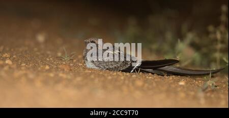 Wimpelflügeliger Nachtjar (Caprimulgus vexillarius), der sich am Straßenrand im Murchison Falls National Park in Uganda befindet. Stockfoto