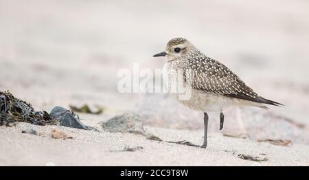 Erster Winter American Golden Plover (Pluvialis dominica) steht an einem Strand in Manicouagan in Quebec, Kanada. Stockfoto