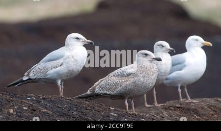 Amerikanische Heringsmöwe (Larus smithsonianus) in den Vereinigten Staaten. Eine kleine Gruppe Möwen, die auf dem Land ruhen, füllen sich aus. Stockfoto