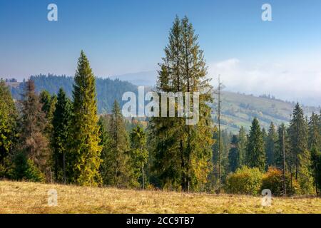 Fichtenwald am Hang im Herbst. Sonniger und dunstiger Morgen in den karpaten. Bergrücken in der Ferne unter Wolken am blauen Himmel Stockfoto