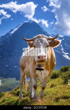 Schweizer Kuh in den hohen Bergen, Jungfrau Region, Kanton Bern, Schweiz Stockfoto