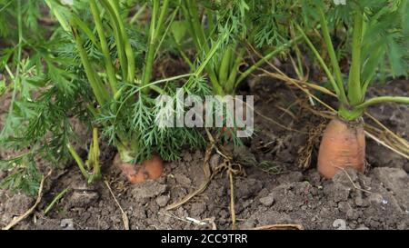 Frische reife Bio-Karotten im Garten. Großes und reifes Gemüse im Boden. Karottengemüse wächst im Garten in einem organischen Boden Hintergrund Stockfoto