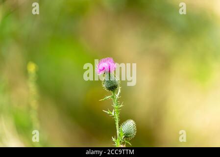 Thistle Blume als Symbol von Schottland Stockfoto