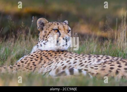 Nahaufnahme Gepard Tier Kopfschuss (Acinonyx jubatus) isoliert im Freien liegen in langen Gras, West Midland Safari Park, Großbritannien. Große Katzen in Gefangenschaft. Stockfoto