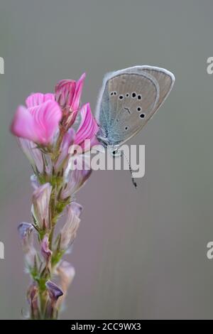 Mazarine Blue ruht auf einer kleinen Anlage in Mercantour in Frankreich. Stockfoto