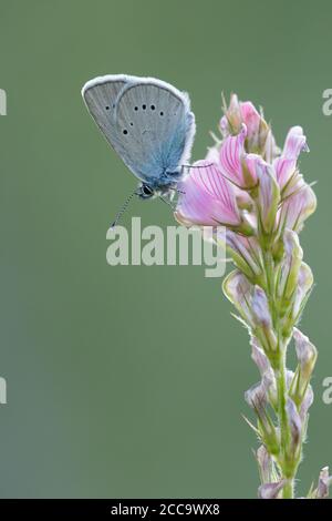 Mazarine Blue ruht auf einer kleinen Anlage in Mercantour in Frankreich. Stockfoto