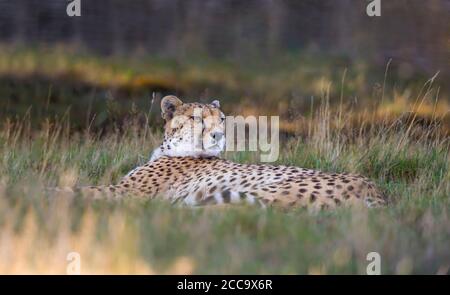 Alert Gepard (Acinonyx jubatus) isoliert im Freien liegen in langen Gras, West Midland Safari Park, Großbritannien. Große Katzen in Gefangenschaft. Stockfoto