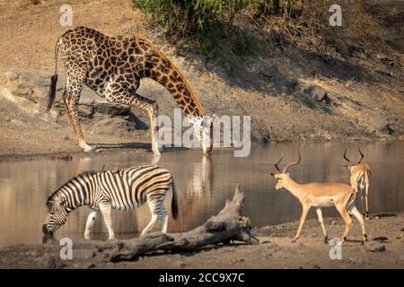 Ausgewachsene Giraffe, Zebra und zwei Impala stehen am Flussrand und trinken im Nachmittagssonnel im Kruger Südafrika Stockfoto