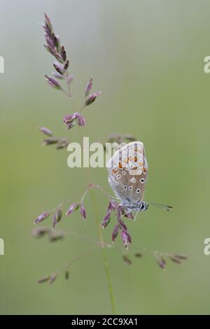 Common Blue ruht auf Gras in den Niederlanden. Stockfoto