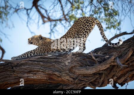 Leopard, der sich in einem Baum im Khwai-Fluss in Okavango erstreckt Delta in Botswana Stockfoto