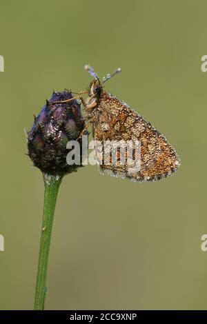 Grison's Fritillary ruht auf einer kleinen Pflanze Stockfoto