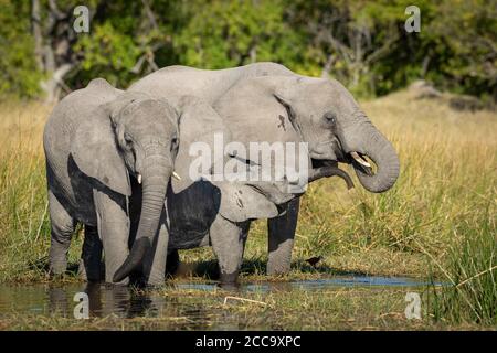 Weibliche Elefant, ihr Kalb und subadulte Elefant stehen am Rande des Wassers in nassem Gras trinken in Moremi Okavango Delta Botswana Stockfoto