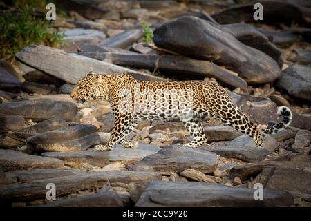 Landschaft Seitenansicht eines schönen Leoparden zu Fuß über glatt Felsen in einem trockenen Flussbett in Masai Mara Kenia Stockfoto