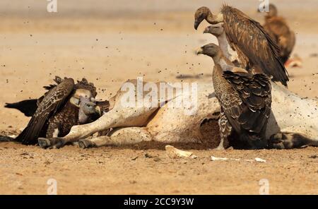 Ruppells Geier (Gyps rueppelli) auf einem Schlachtkörper am Strand von Senegal. Stockfoto