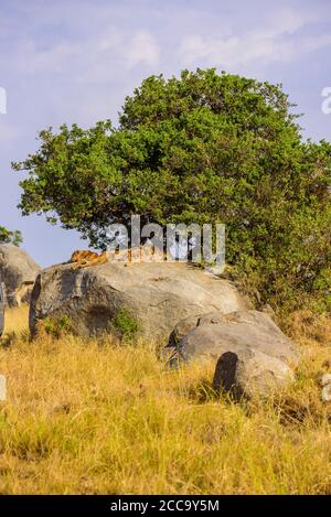 Gruppe junger Löwen, die auf Felsen liegen - wunderschöne Landschaft der Savanne bei Sonnenuntergang. Wildtiersafari im Serengeti Nationalpark, Masai Mara, Tansania, Afrika Stockfoto