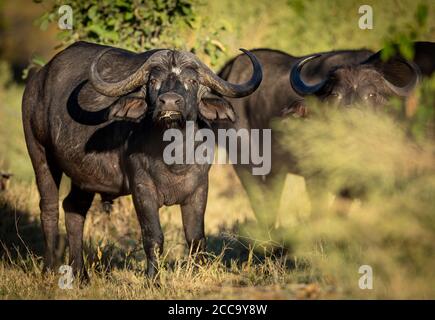 Cape Büffelbulle grasen stehend Blick direkt auf die Kamera in Am späten Nachmittag Licht in Moremi Okavango Delta Botswana Stockfoto