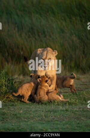 Weibliche Löwin und vier junge Löwen, die hungrig aussehen und darauf stehen Grünes Gras in der Ndutu Ebene in Ngorongoro in Tansania Stockfoto