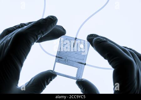 Organ auf Chip OOC und Labor auf Chip LOC - microfluidic Gerät Chip, der biologische Organe und Laborgerät simuliert. Prototyp des Design Lab-on-a Stockfoto