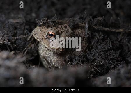 2 - lebendige orange Auge sticht heraus, wie dieses Kröten Gesicht heraus unter dem Kompost guckst, in dem die Kröte sich versteckt. Seitenansicht Stockfoto