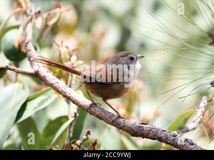 Rufous-tailed Babbler (Chrysomma poecilotis) in Yunnan, China. Auch bekannt als Moupinia. Auf einem Ast. Es ist endemisch in Zentralchina. Stockfoto